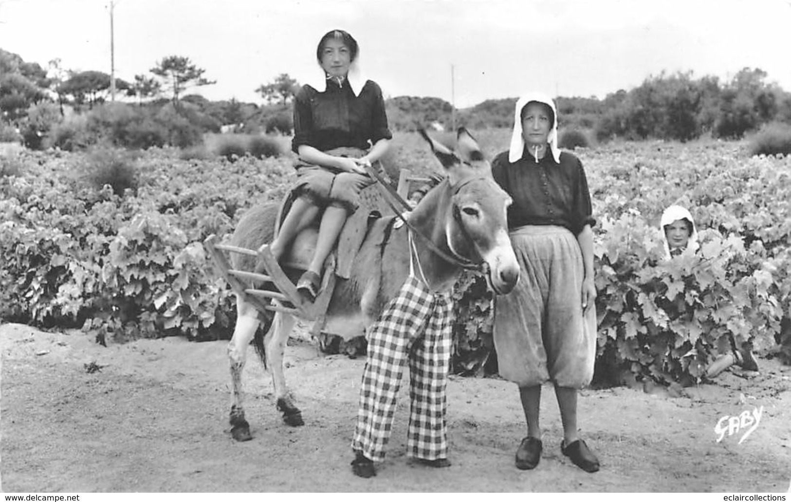 Ile De Ré.    17        Femmes Dans Les Vignes . Ane En Culotte    1963        (voir Scan) - Ile De Ré