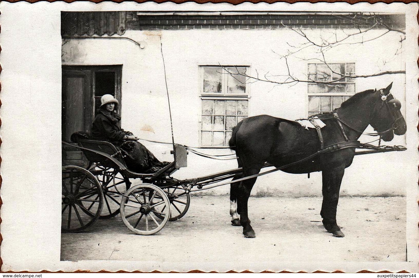 Carte Photo Originale 30 Millions D'Amis & Voiture Hippomobile, Jeune Femme Sur Son Attelage Léger Vers 1920 - Personnes Anonymes