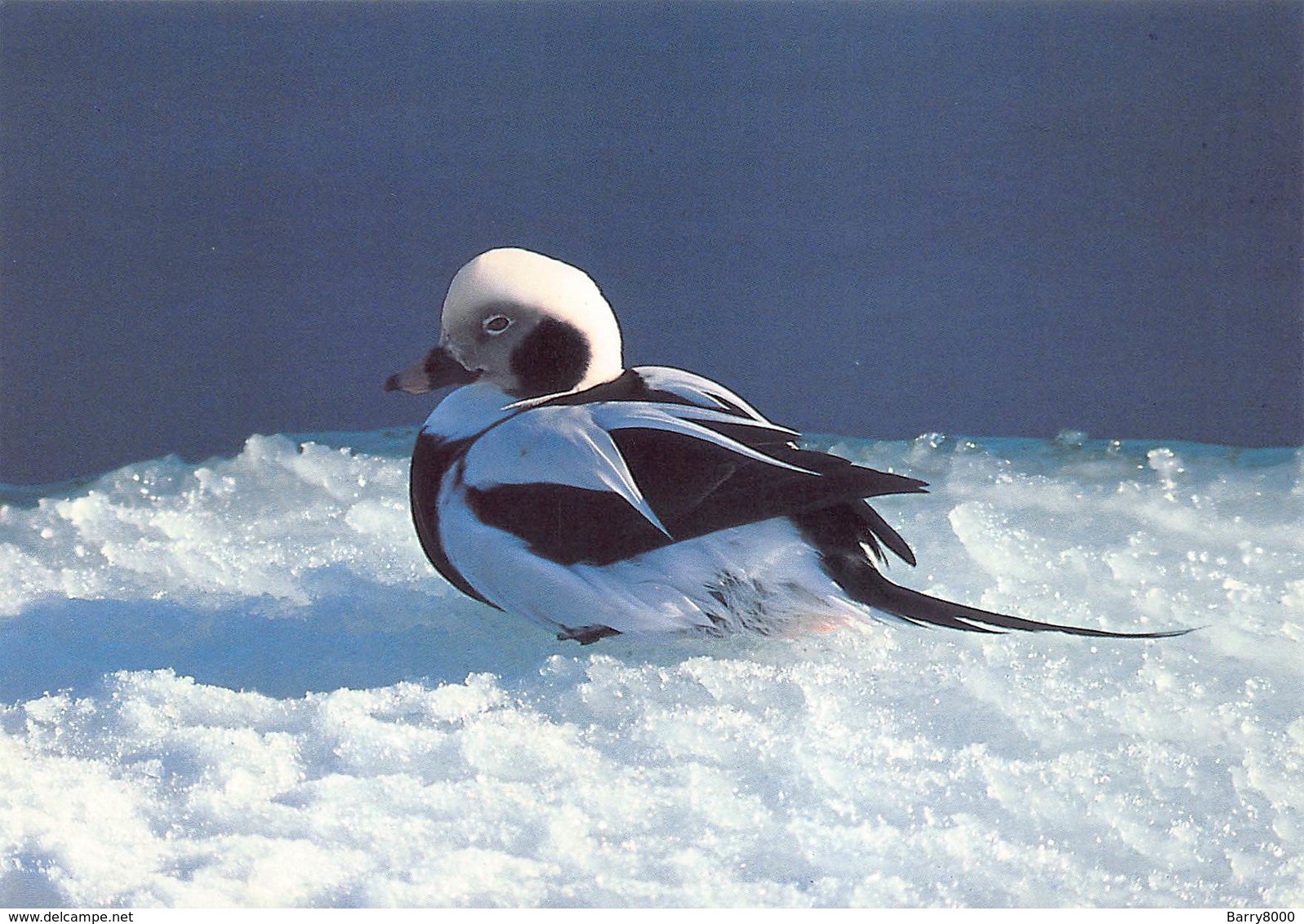 Greenland Gronland Groenland Kobenbavn Kalaallit Allakkeriviat Foto Frank Wille Eend Duck Bird   Barry 4356 - Groenland