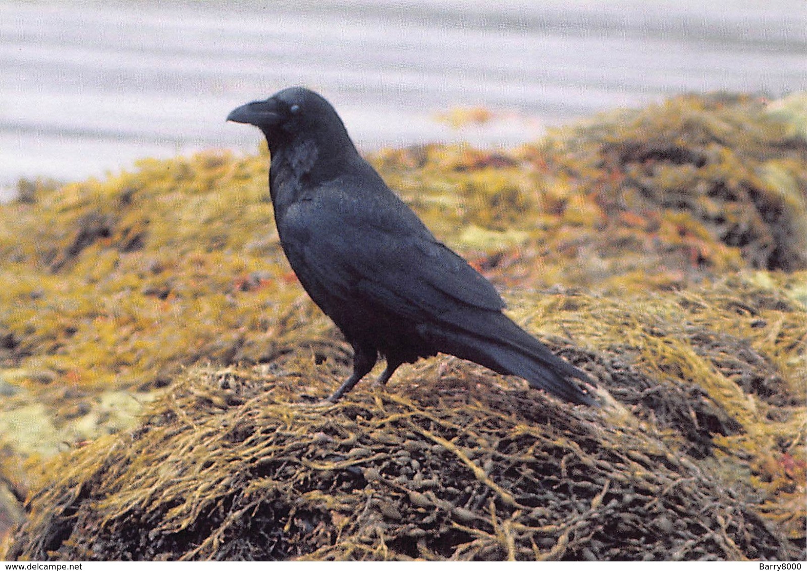 Greenland Gronland Groenland Kobenbavn Kalaallit Allakkeriviat Foto Frank Wille Bird Raaf    Barry 4366 - Groenland