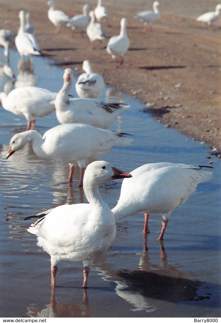 Greenland Gronland Groenland Kobenbavn Kalaallit Allakkeriviat Foto Frank Wille Ganzen Gooses   Barry 4370 - Groenland