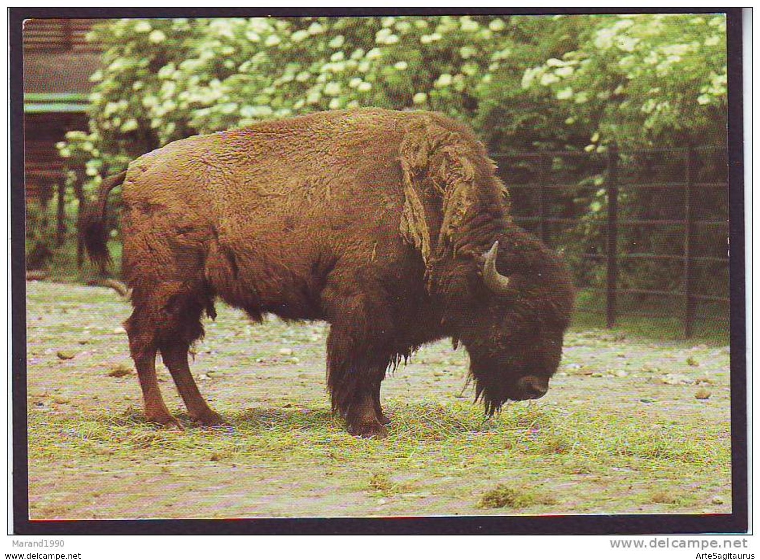 BISON BISON  ** - Toros