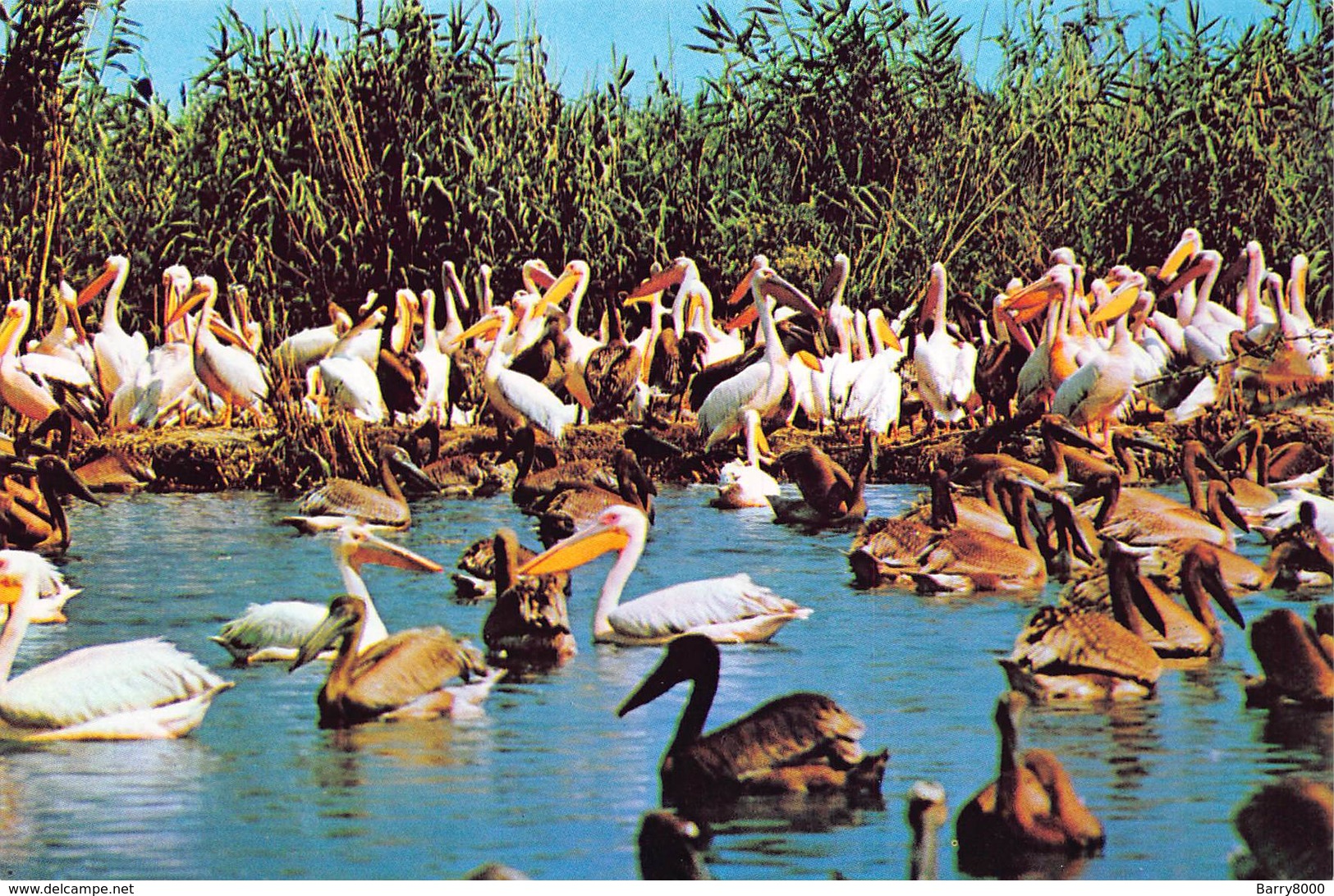 Roumania   Carte Postala Delta Dunarii  Pelicani Pelicans      Barry 4402 - Roemenië