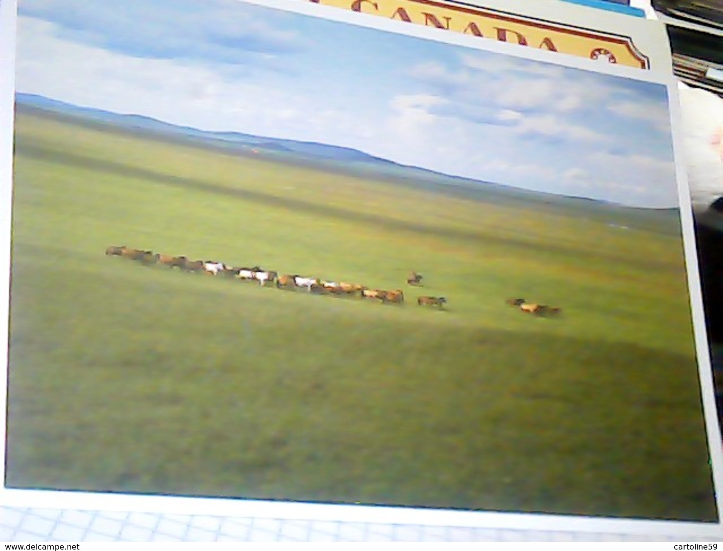 MONGOLIA MONGOL PRAIRIE  PRATERIA MONGOLA E CAVALLI HORSES   N2007  HJ3477 - Mongolia