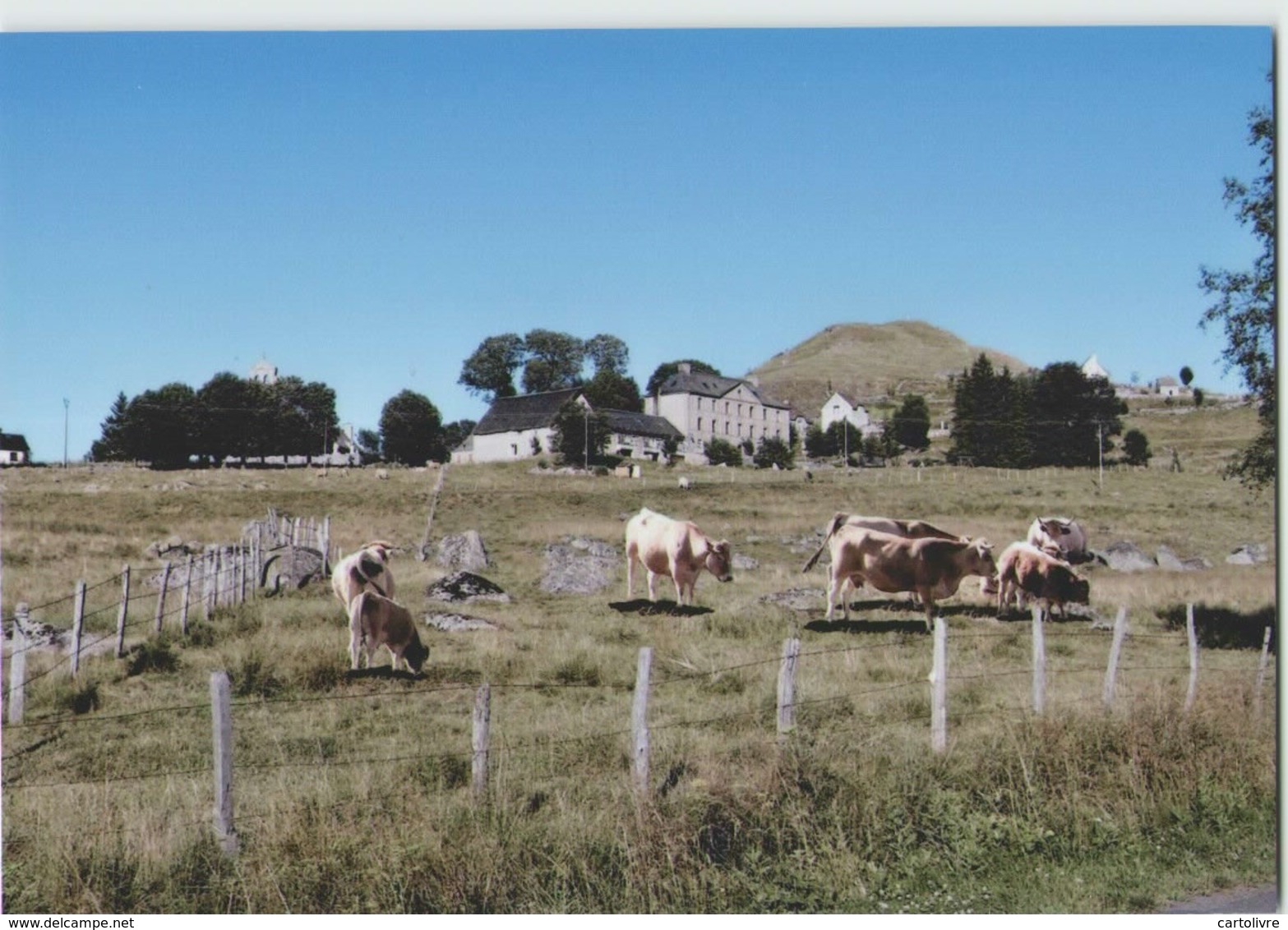 CPM 48 MARCHASTEL ... Paturage (Livenais 310713) Vaches - Autres & Non Classés