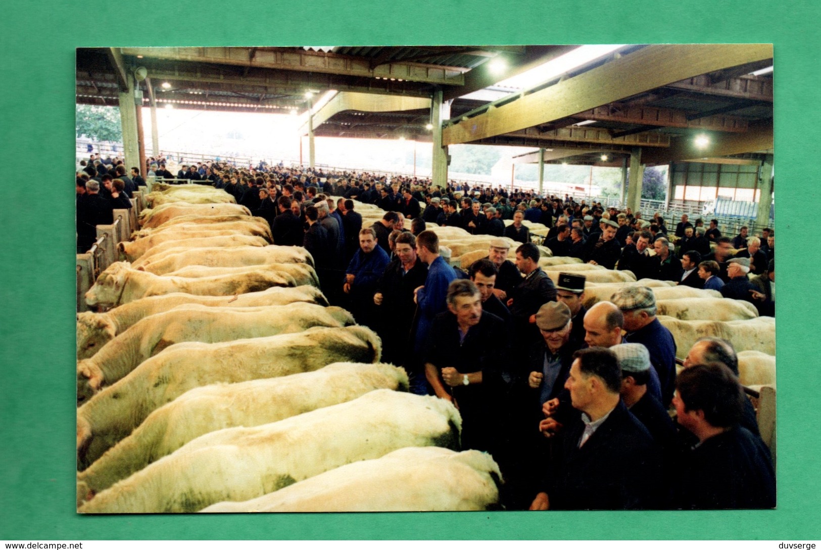 71 Saone Et Loire Saint Christophe En Brionnais Foire Aux Bestiaux ( Vaches Charolaises ) - Autres & Non Classés