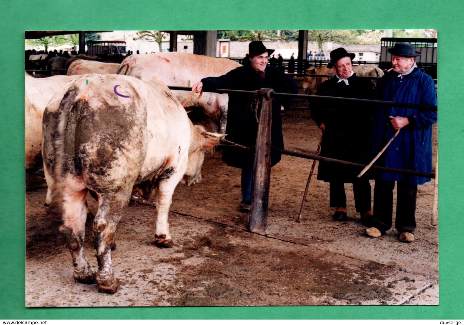 71 Saone Et Loire Saint Christophe En Brionnais Foire Aux Bestiaux ( Vaches Charolaises ) - Autres & Non Classés