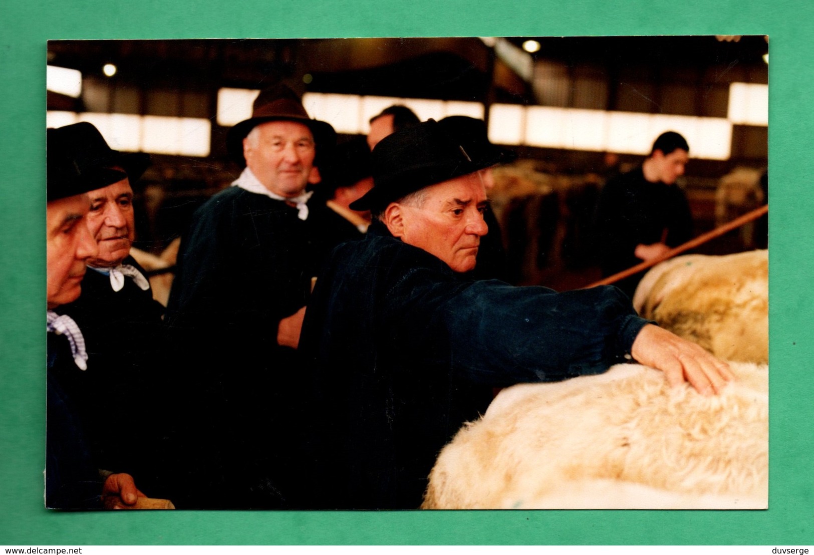 71 Saone Et Loire Saint Christophe En Brionnais Foire Aux Bestiaux ( Vaches Charolaises ) - Autres & Non Classés