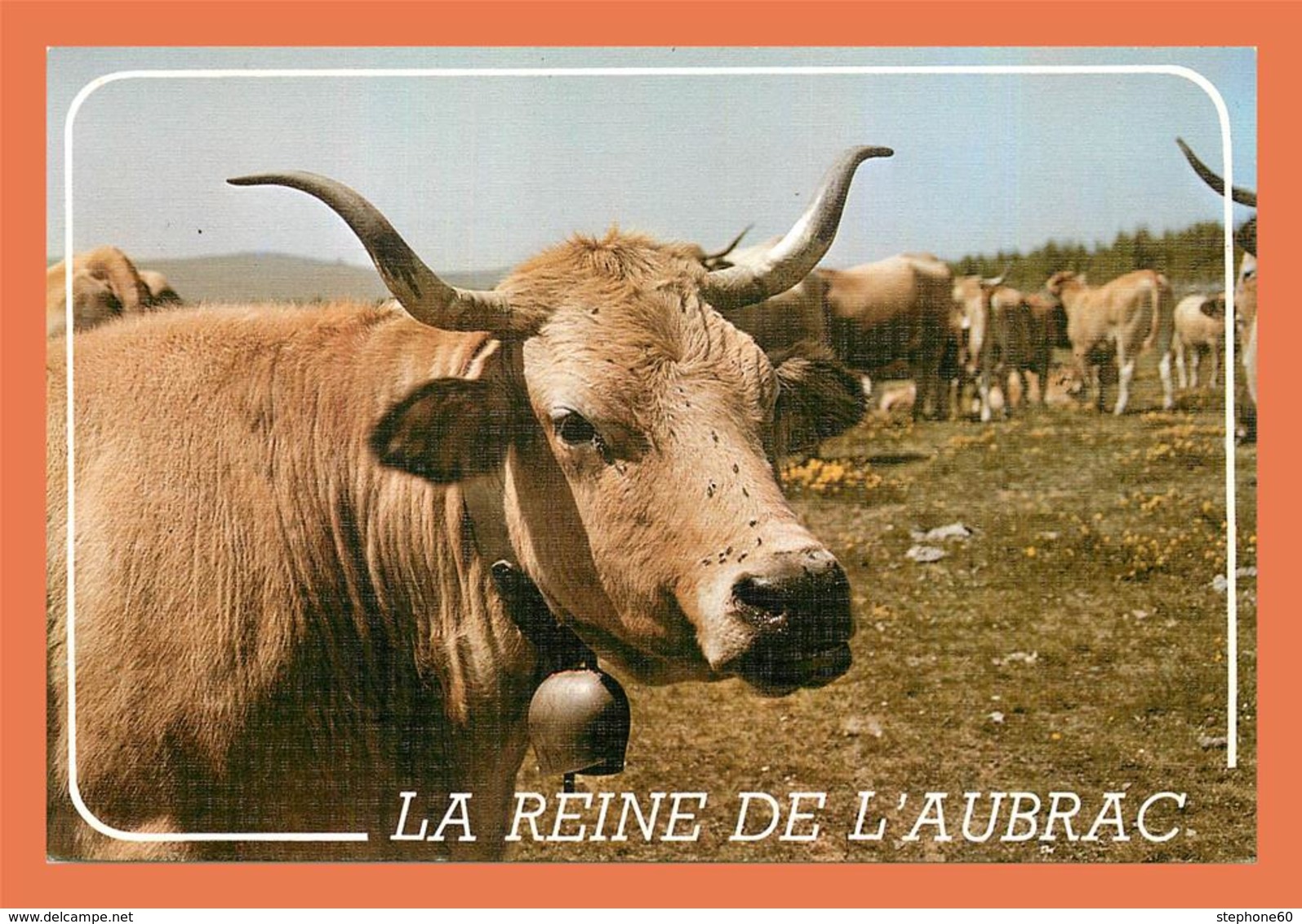 A659 / 195  Vache La Reine De L'Aubrac - Autres & Non Classés