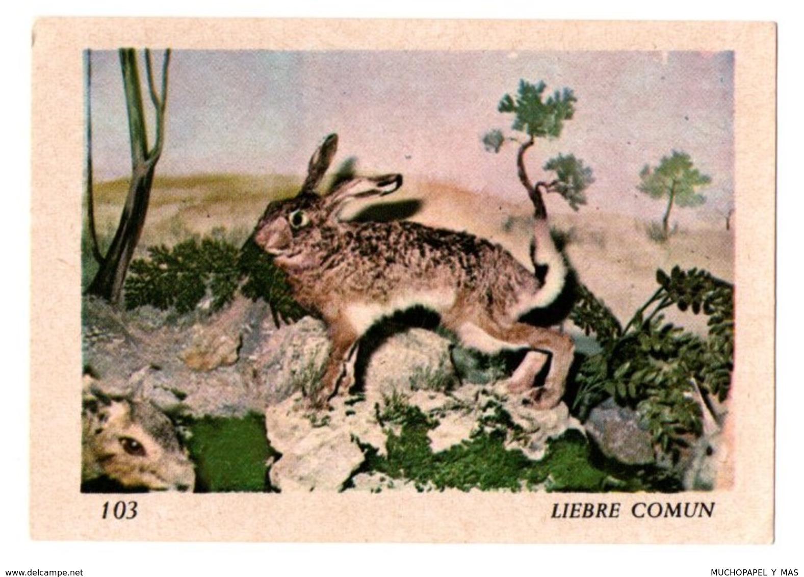 SPAIN ? Nº 103 ANTIGUO CROMO OLD COLLECTIBLE CARD RABBIT LAPIN LIÈVRE HARE CONEJO HASE LIEBRE COMÚN...FAUNA FAUNE....VER - Otros & Sin Clasificación