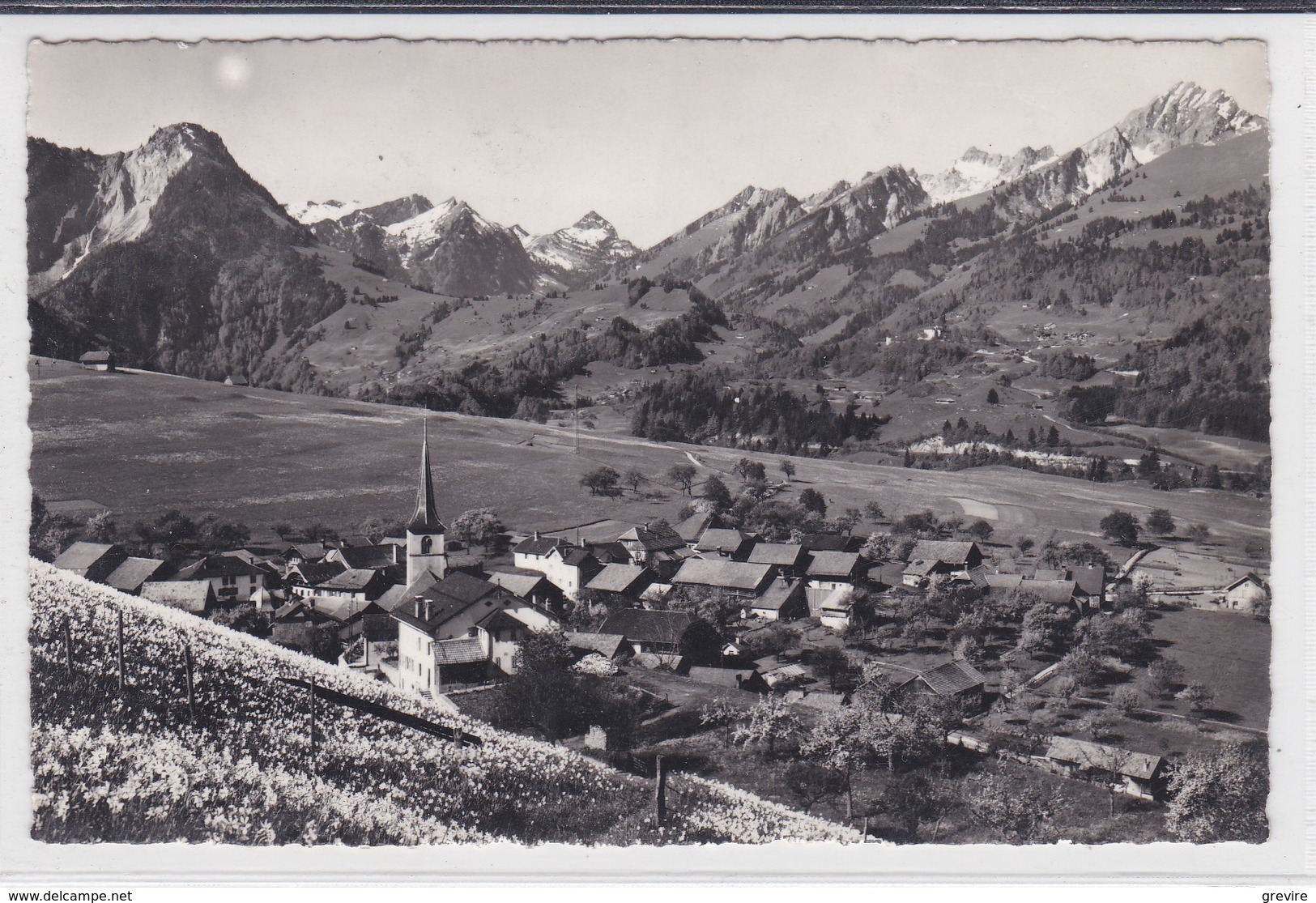 Lessoc, Autour De L'église. Narcisses. Carte-photo - Lessoc