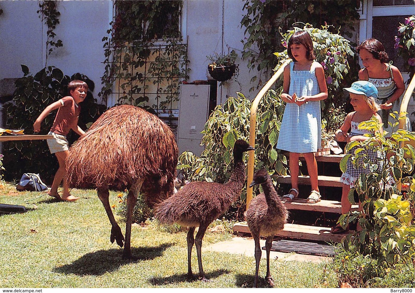 Australia   W.A. Western Australia Exmouth North West Cape Even The Local Wildlife Is Friendly In Exmouth     Barry 4612 - Andere & Zonder Classificatie