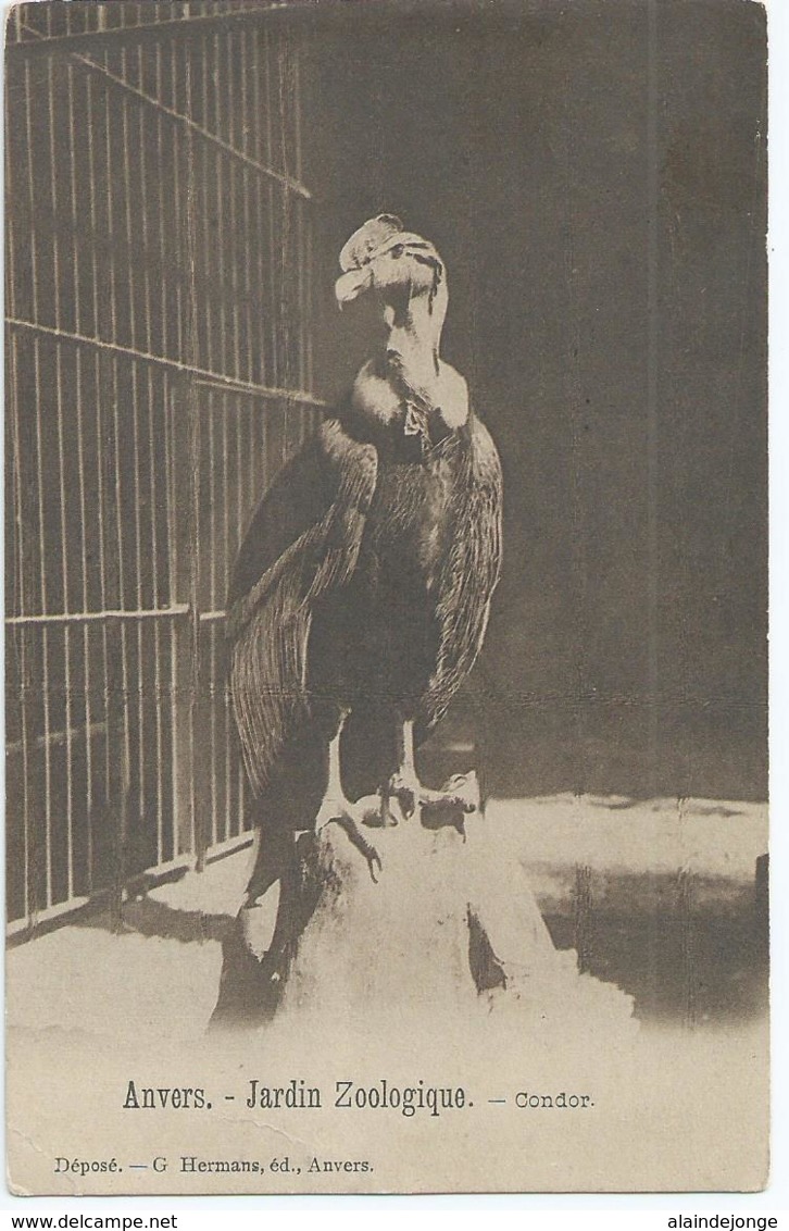 Antwerpen - Anvers - Jardin Zoologique - Condor - G. Hermans - 1907 - Antwerpen