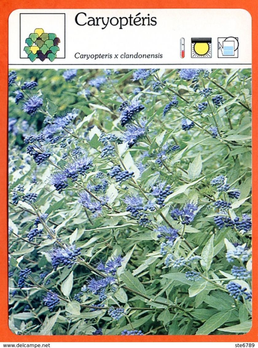 CARYOPTERIS  Arbuste Fiche Illustrée Documentée  Arbustes - Andere & Zonder Classificatie