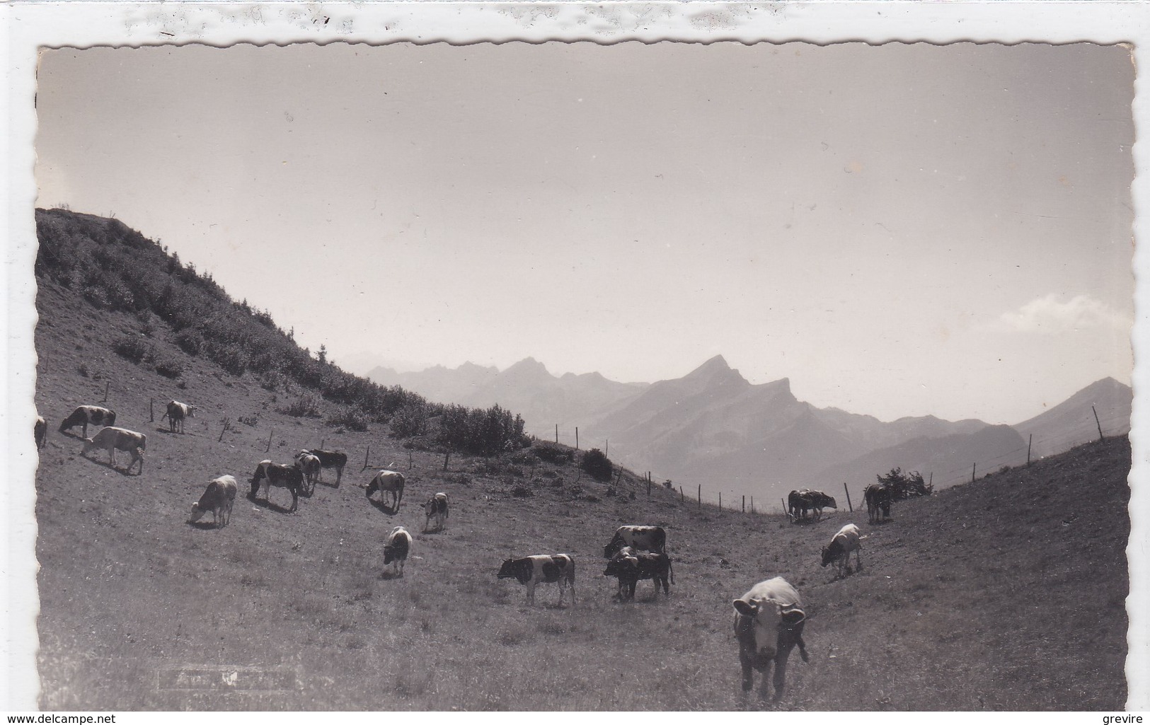 Grandvillard,  Aux Merlas, Troupeau De Vaches Au Pâturage - Grandvillard