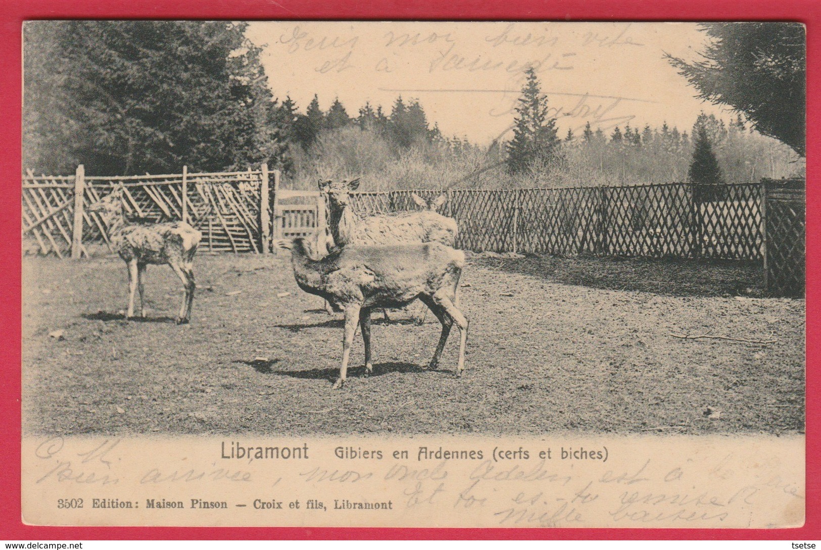 Libramont - Gibiers En Ardennes ... Cerf Et Biches -1907 ( Voir Verso ) - Libramont-Chevigny