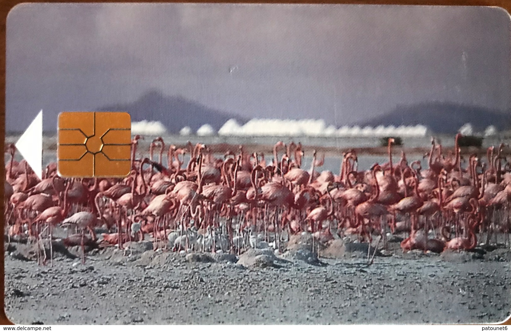 ANTILLES NEERLANDAISES - BONAIRE  -  Flamingos  -  60 Ut. - Antillen (Niederländische)