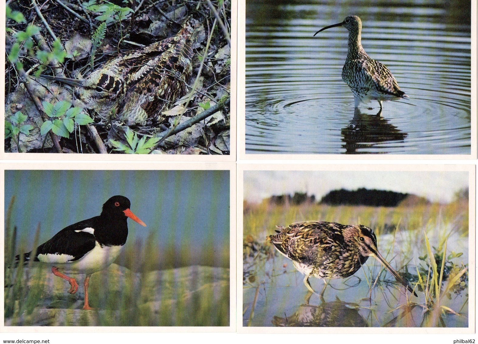 Lot De 5 Cartes Postales Des Iles Féroë . Oiseaux Et Pêcheurs Des îles Féroë. - Färöer