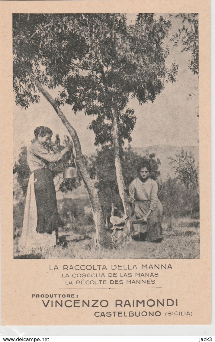Cartolina - Castelbuono (Palermo)La Raccolta Della Manna - Palermo