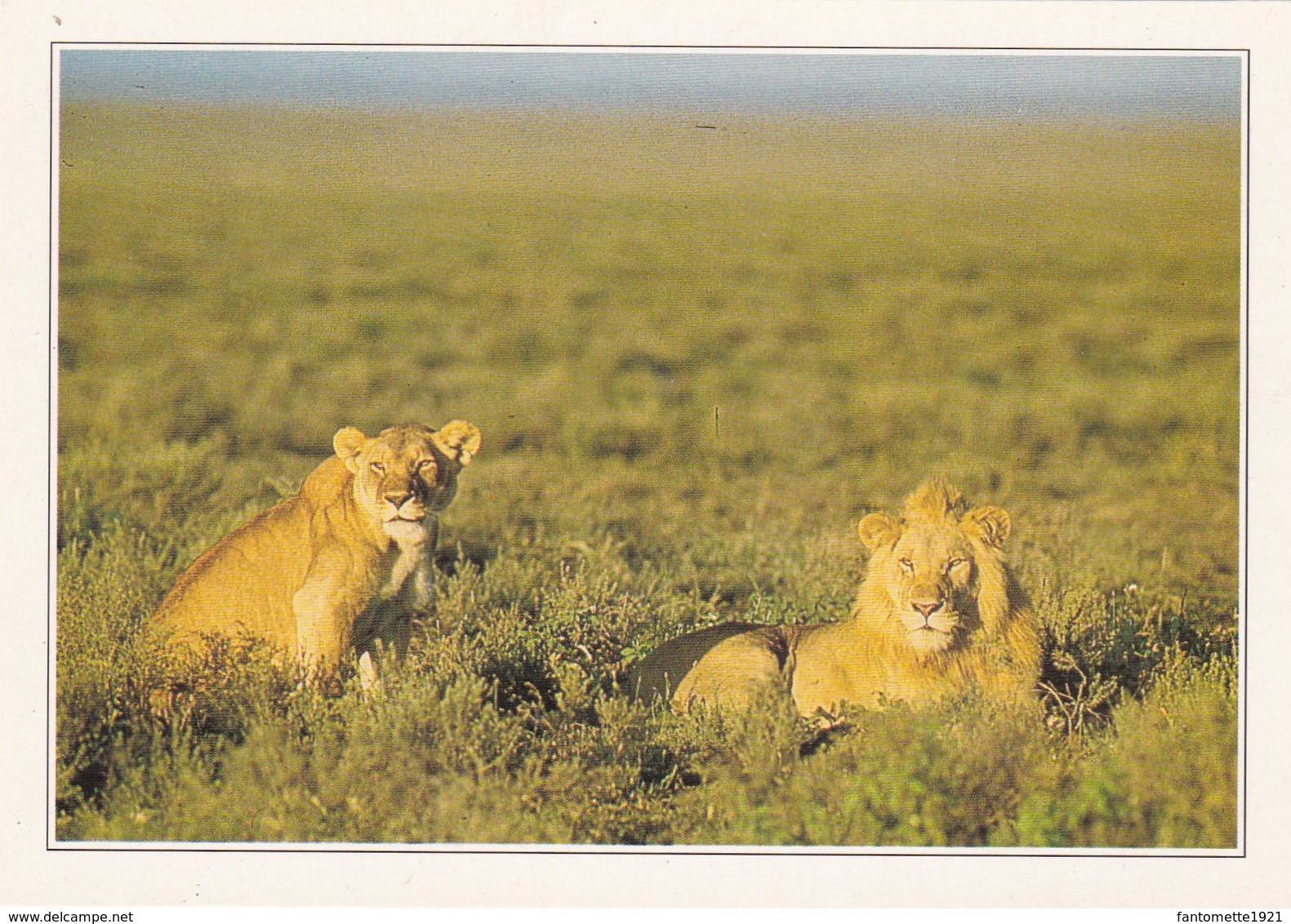 KENYA LIONS DANS LE MARC DE MAISAI MARA (dil437) - Kenya