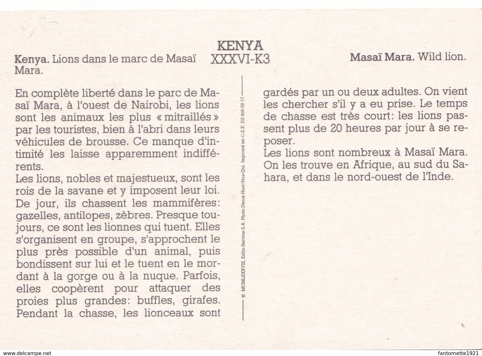 KENYA LIONS DANS LE MARC DE MAISAI MARA (dil437) - Kenia