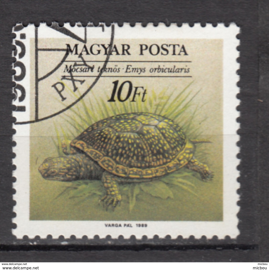 Hongrie, Hungary, Tortue, Turtle - Schildkröten