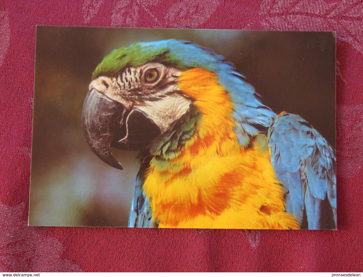 Germany Unused Postcard Bird Ara Parrot Zoo Mulhouse - Birds