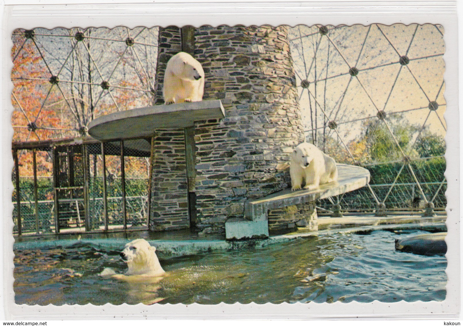 Les Ours Blancs, Parc Zoologique De Granby, Quebec.  (F483) - Granby
