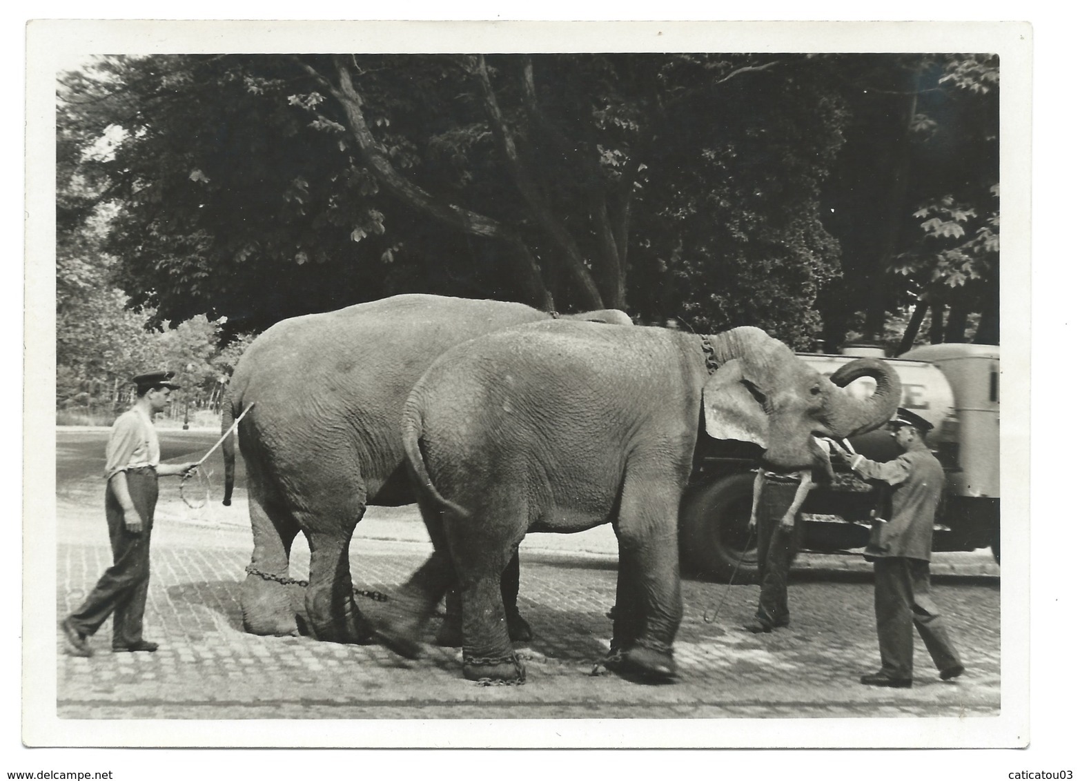 TRÈS RARE - Zoo De Vincennes - Le Gardien Conduisant Deux éléphants - Fin Années 30 - Photo 13x18 Argentique - Andere & Zonder Classificatie