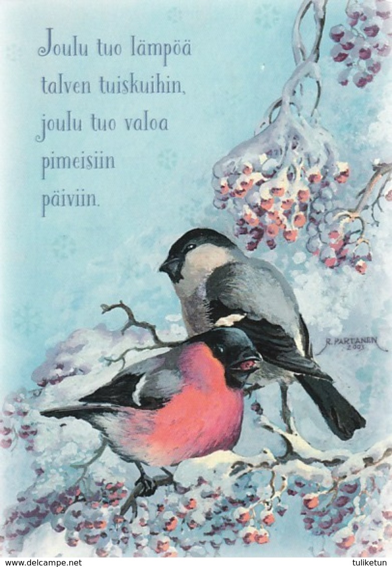 Birds - Bullfinches In Winter Landscape - Raimo Partanen - Sonstige & Ohne Zuordnung