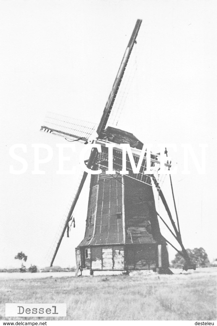 Foto Molen - Dessel - Dessel