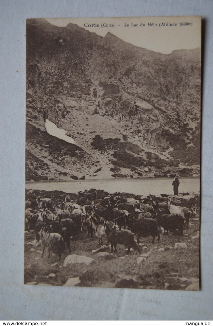 CORTE.   Le Lac Du Mélo.  Berger Avec Ses Chèvres - Corte