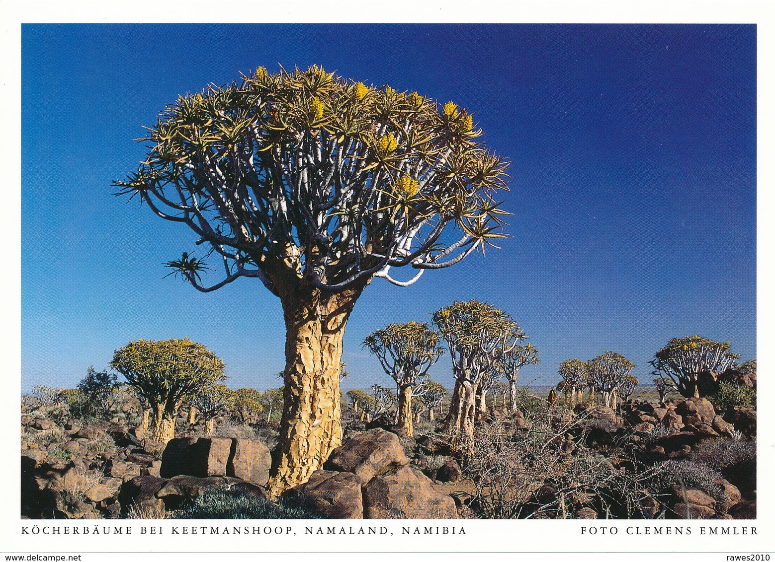 Namibia AK Keetmanshoop Köcherbäume - Namibië