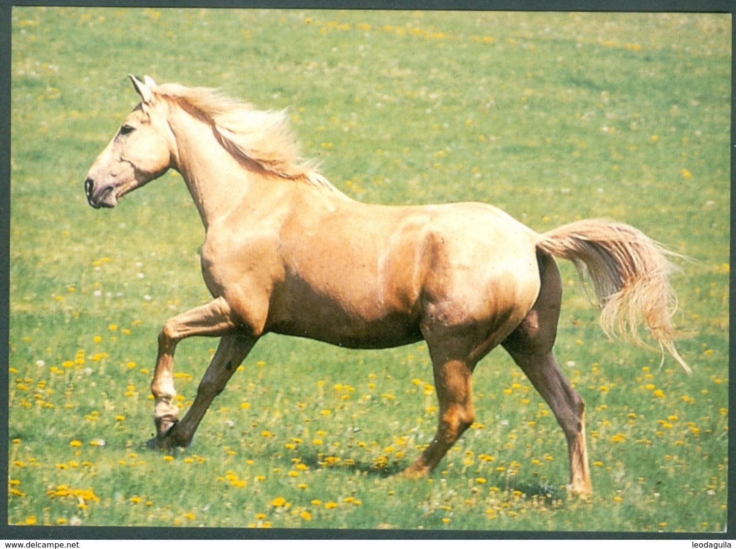 POLAND  - HORSE - CHEVAL- Koń - Horses