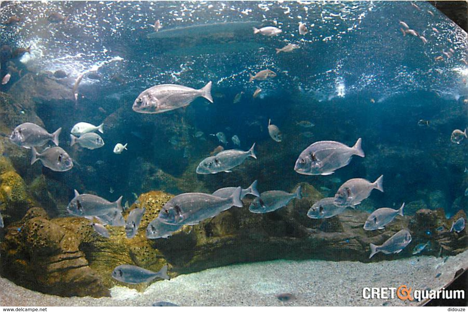 Animaux - Poissons - Grèce - Crete - Gournes - Thalassocosmos - Cretaquarium - Vue D'un Aquarium - Carte Neuve - Voir Sc - Fish & Shellfish