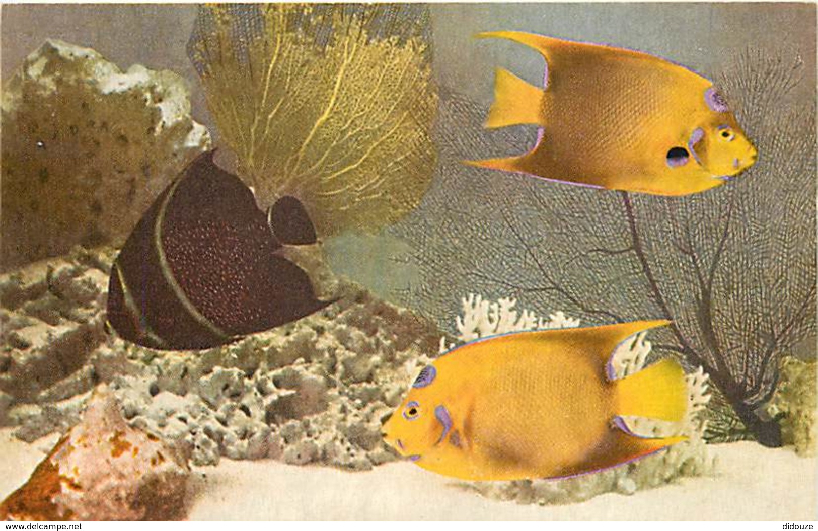 Animaux - Poissons - Etats Unis - John G. Sheed Aquarium Of Chicago - French Angelfish ( Pomacanthus Paru ) - Voir Scans - Pescados Y Crustáceos