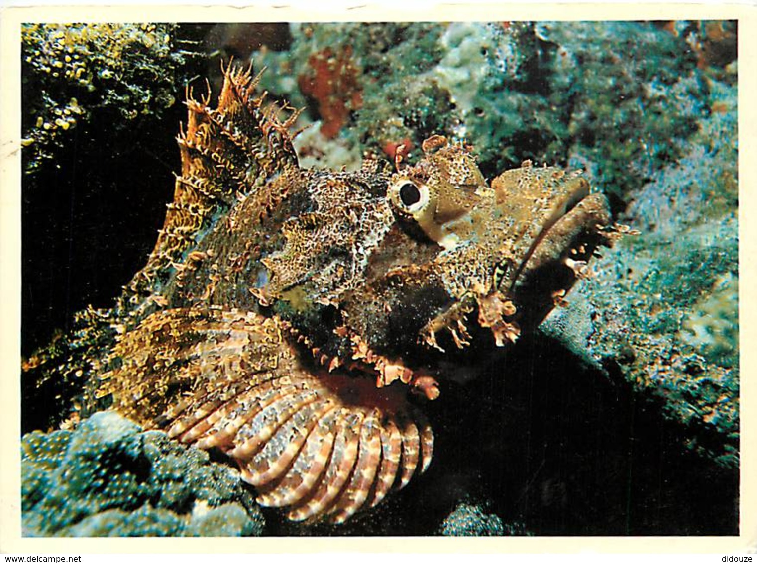 Animaux - Poissons - Faune Sous-marine - Poisson Pierre - Voir Scans Recto-Verso - Pescados Y Crustáceos