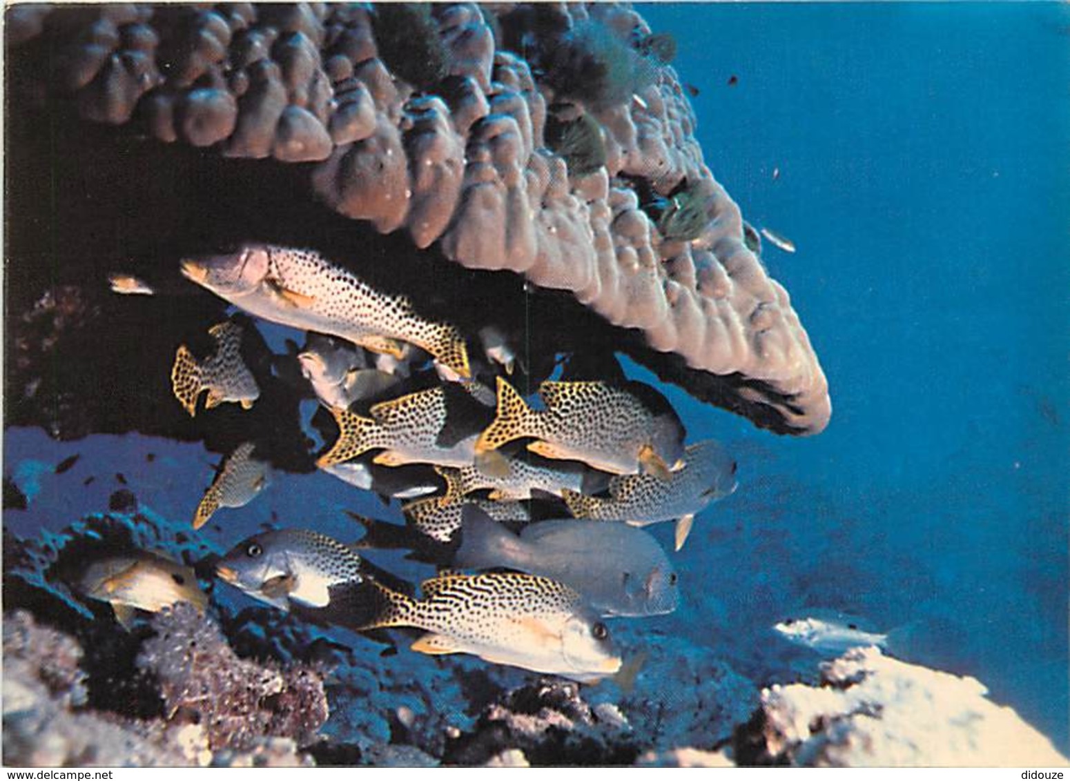 Animaux - Poissons - Djibouti - Féérie Sous Marine Tropicale - Concentration De Gaterin Gaterinus - Sous Un Corail Porit - Pescados Y Crustáceos