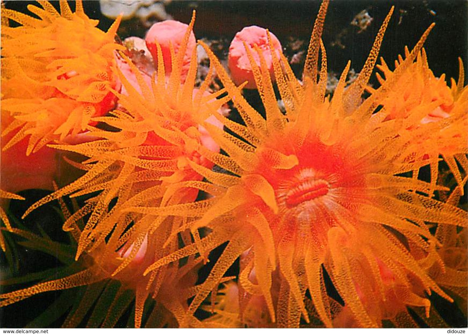 Animaux - Poissons - Underwater Life In The Red Sea - Yellow Coral - Mer Rouge, Vue Sous-marine - Corail Jaune - Carte N - Pescados Y Crustáceos