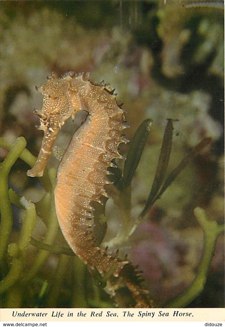 Animaux - Poissons - Underwater Life In The Red Sea - The Spiny Sea Horse - Carte Neuve - Voir Scans Recto-Verso - Pescados Y Crustáceos