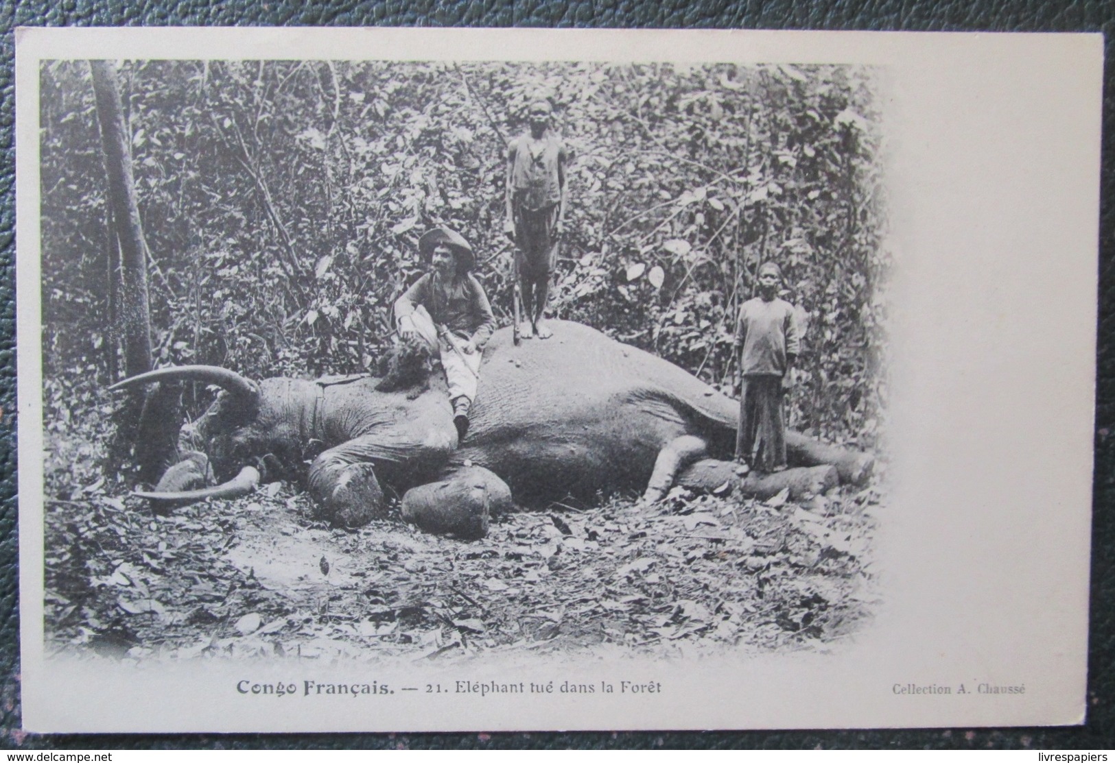 Congo Français Chasse Elephant Tué Foret Cpa - Brazzaville