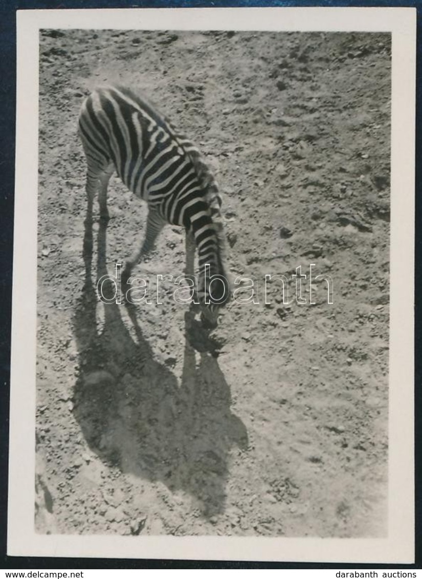 Cca 1933 Kinszki Imre (1901-1945) Budapesti Fotóművész Hagyatékából, Jelzés Nélküli Vintage Fotó (Zebra), 6x4,4 Cm - Autres & Non Classés