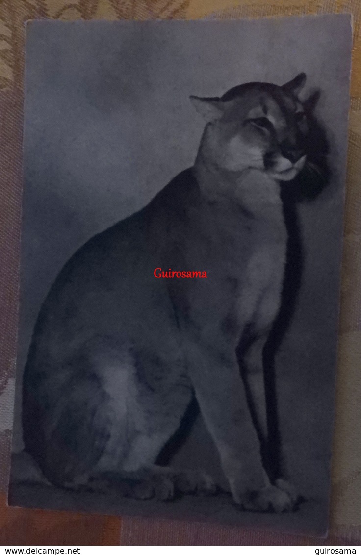 Muséum D’Histoire Naturelle – Parc Zoologique Du Bois De Vincennes Paris – Un Puma - Draeger - 417 - Other & Unclassified