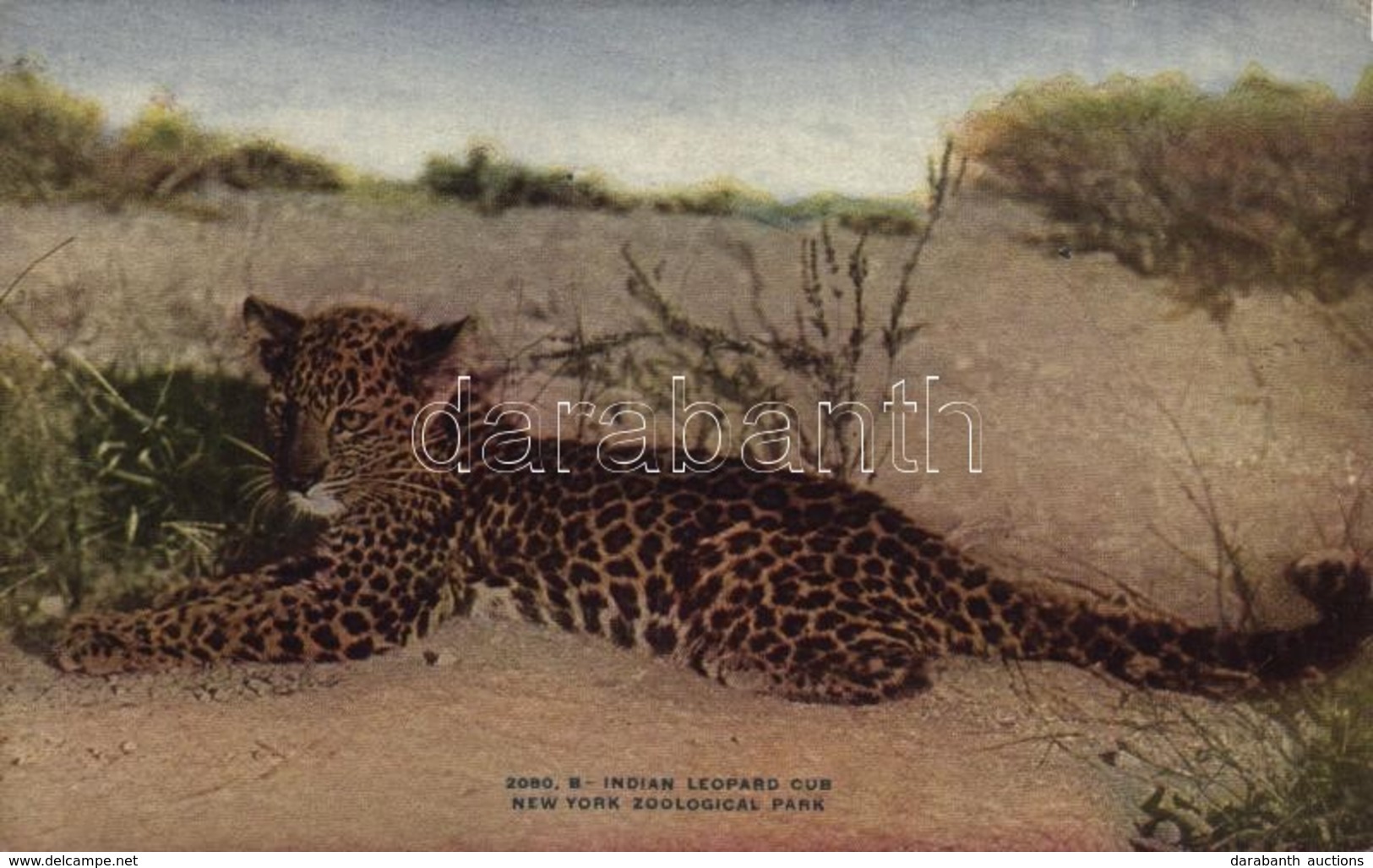 ** T2 New York City, New York Zoological Park, Indian Leopard Cub - Autres & Non Classés