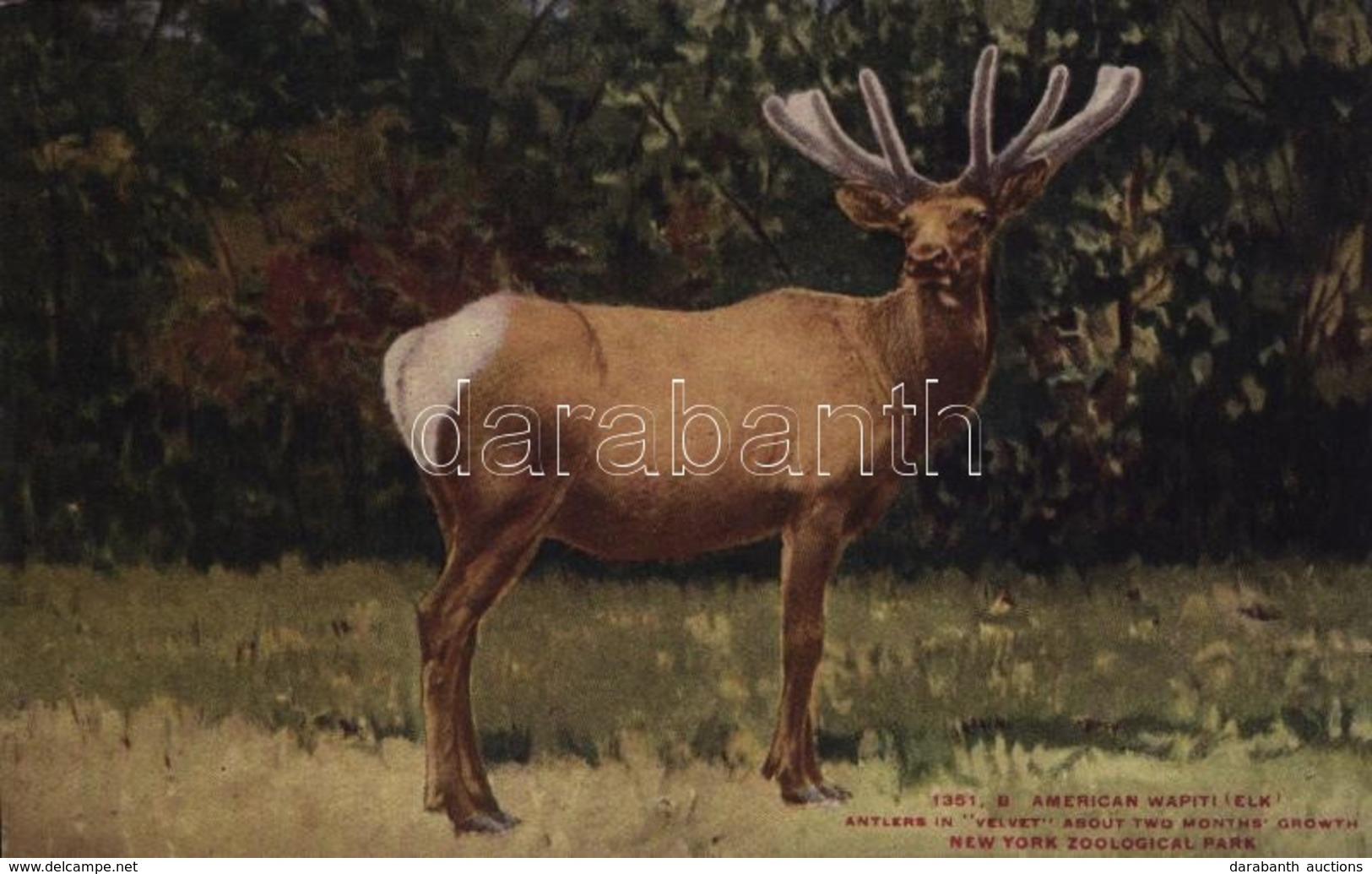 ** T2/T3 New York City, New York Zoological Park, American Wapiti (Elk), Antlers In 'Velvet', About Two Months Growth (g - Autres & Non Classés