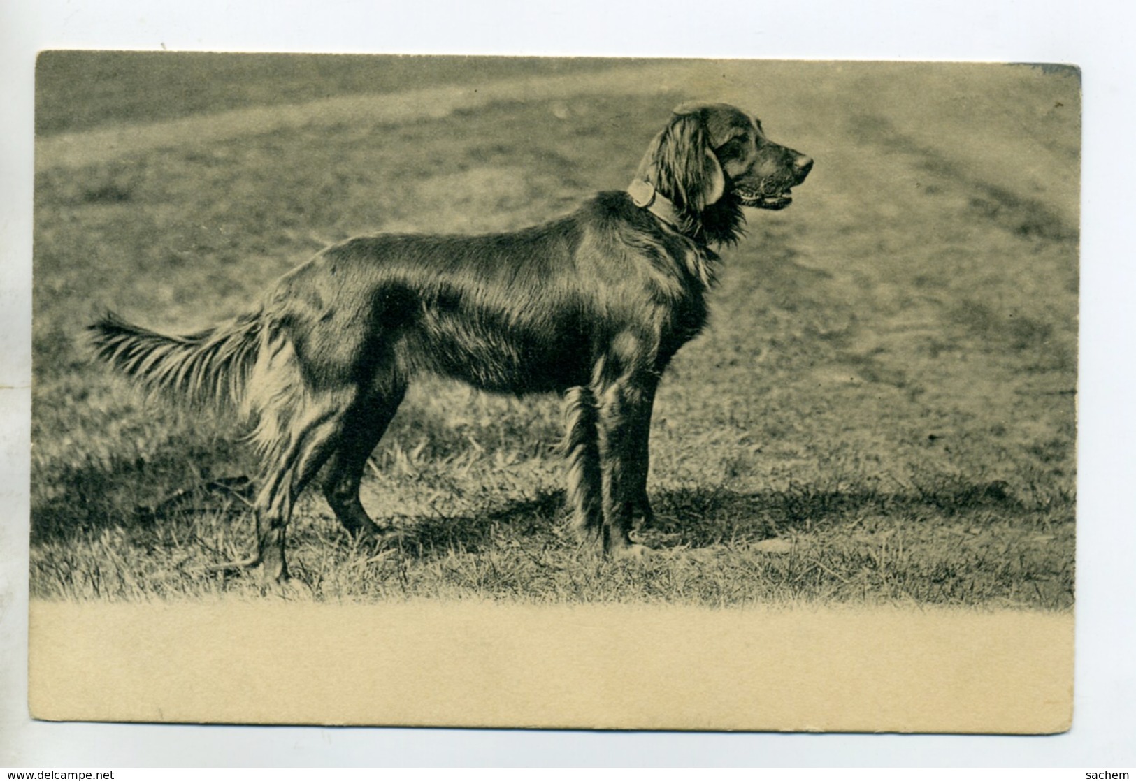 CHIENS 395  Beau Chien De Chasse 1904 - Hunde