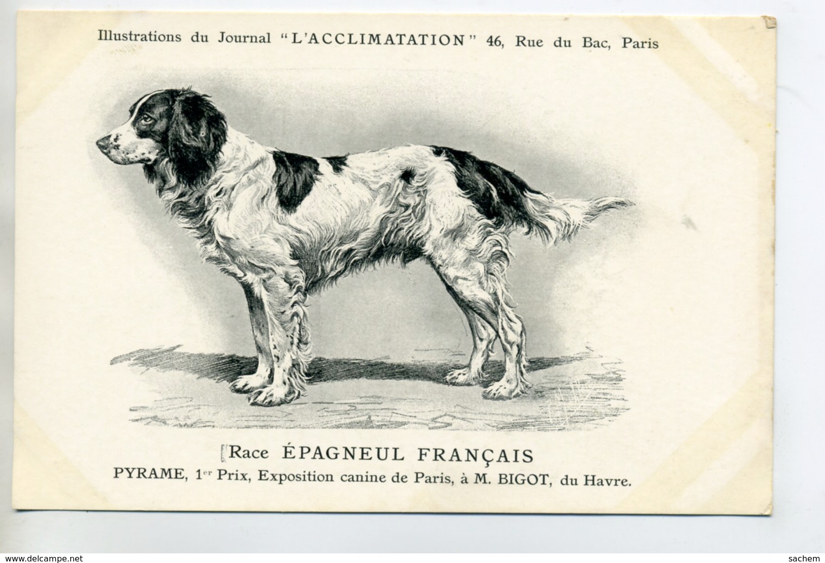 CHIENS 325  Bis  Chien Chasse Epagneul Francais  904 Journal L'Acclimatation - Dogs