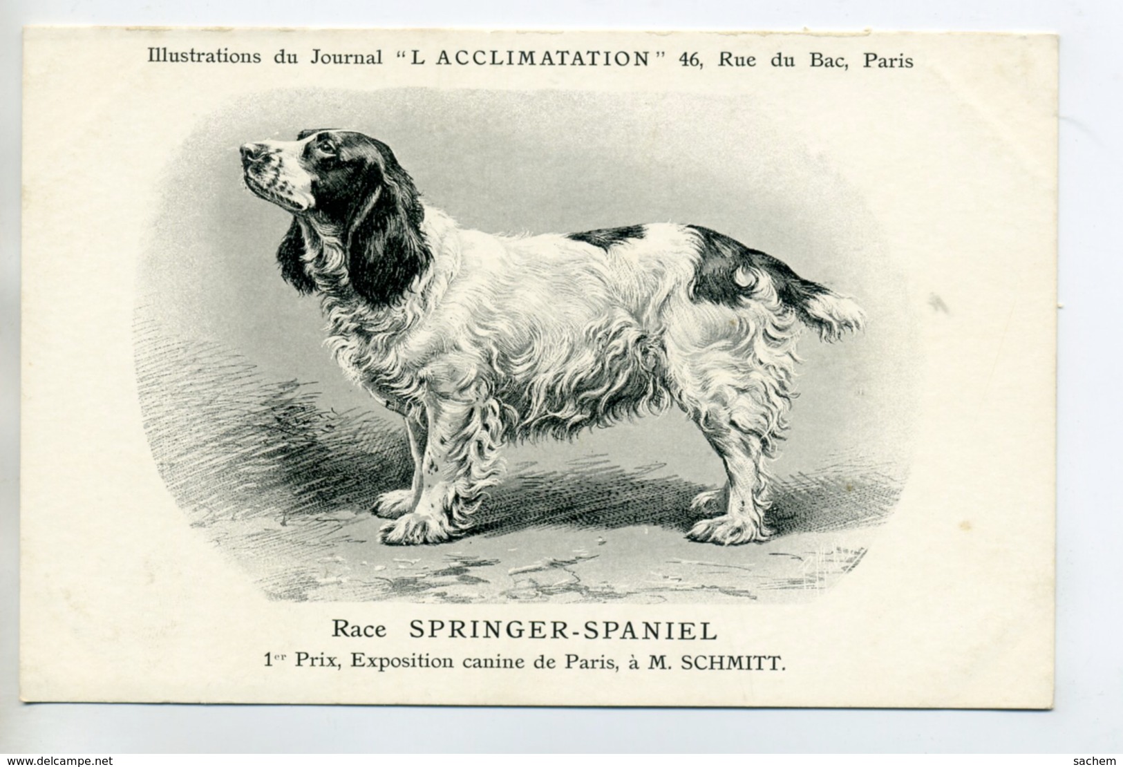 CHIENS 331  Bis  Chien Chasse Springer Spaniel   1904 Journal L'Acclimatation - Dogs