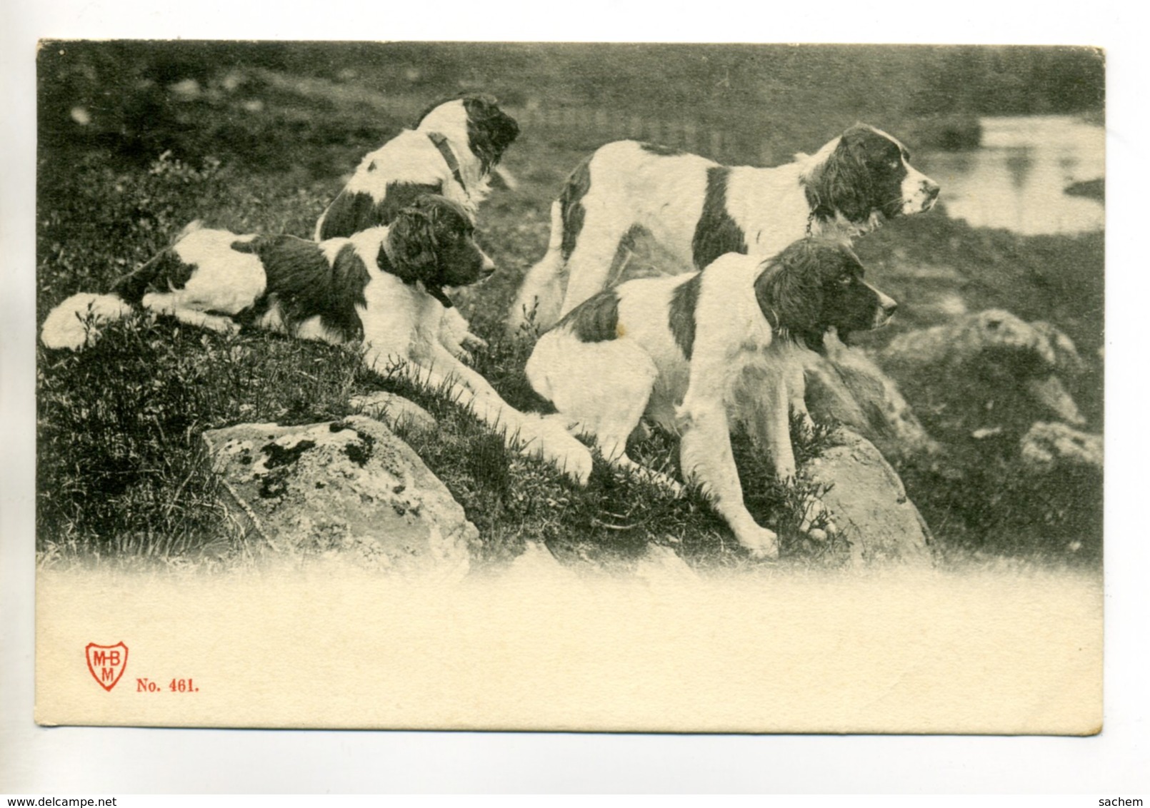 CHIENS 333  Bis  Groupe Chiens Chasse Epagneuls ? 1904 - Chiens