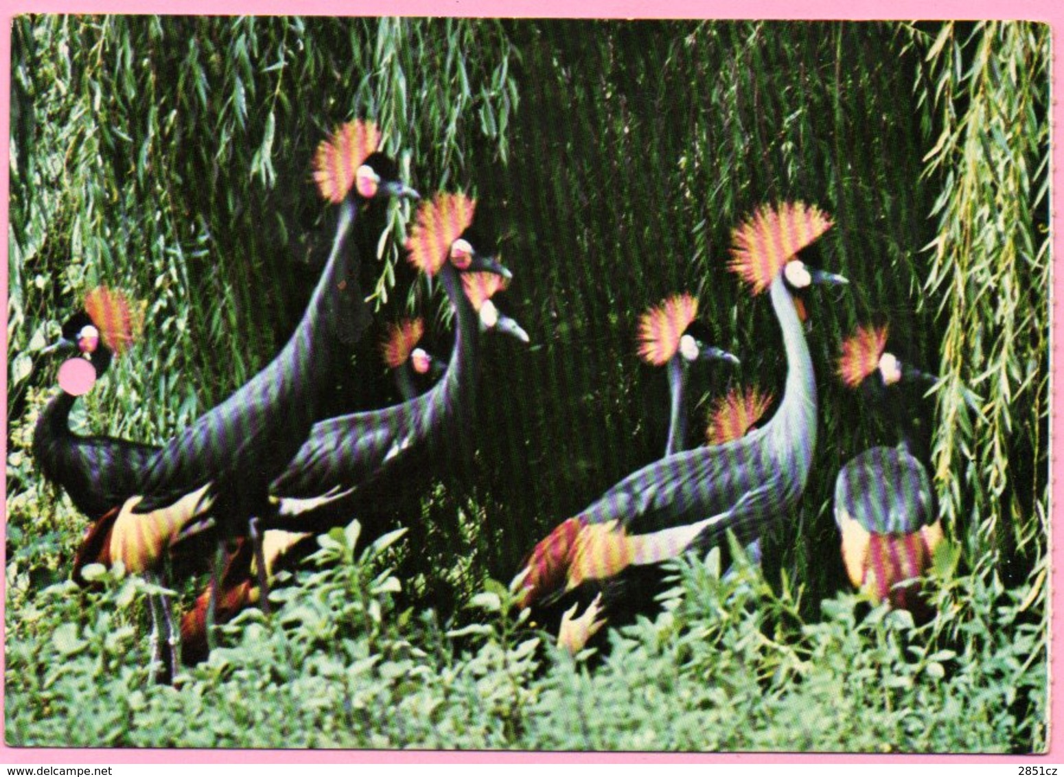 Ticket / Postcard - ZOO Garden - Crown Cranes, Osijek, Yugoslavia - Tickets - Entradas